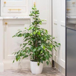 Easy Care Weeping Fig Houseplant in 21cm Pot