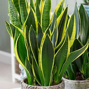 Sansevieria Golden Flame Snake Plant in Pot