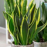 Sansevieria Golden Flame Snake Plant in Pot