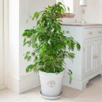Easy Care Weeping Fig Houseplant in 21cm Pot
