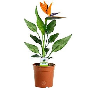 Bird of Paradise Plant - Large Indoor Flower