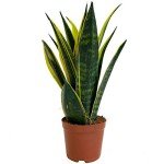 Sansevieria Golden Flame Snake Plant in Pot