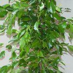 Easy Care Weeping Fig Houseplant in 21cm Pot