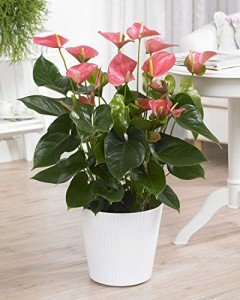 Pink Anthurium Laceleaf Plant in Pot