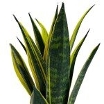Sansevieria Golden Flame Snake Plant in Pot