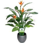 Bird of Paradise Plant - Large Indoor Flower