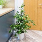 Easy Care Weeping Fig Houseplant in 21cm Pot