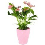 Pink Anthurium Laceleaf Plant in Pot