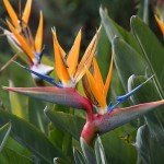 Bird of Paradise Plant - Large Indoor Flower