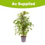 Easy Care Weeping Fig Houseplant in 21cm Pot