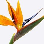 Bird of Paradise Plant - Large Indoor Flower