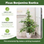 Easy Care Weeping Fig Houseplant in 21cm Pot