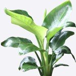 Bird of Paradise Plant - Large Indoor Flower