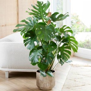 Monstera Swiss Cheese Plant - Air-Purifying Beauty
