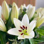 Elegant White Scented Lily Bouquet with Gift Card