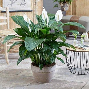 Spathiphyllum Peace Lily - Indoor Air Purifier Plant
