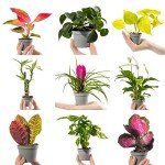 Mini Indoor Evergreen Plant Collection (3 Plants)