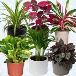 Pet-Friendly Indoor Plants in Ceramic Pots