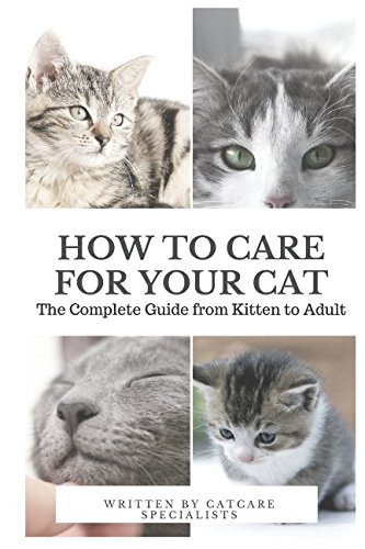 Complete Cat Care Guide: Kitten to Adult