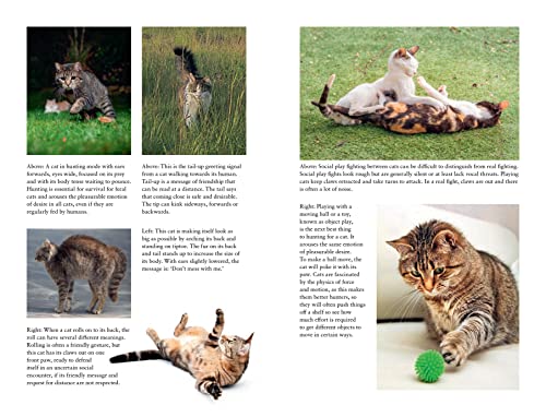 Inside the Mind of Your Feline Companion