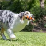 Chuckit! Ultra Fetch Stick Day & Night Set