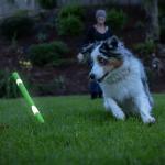 Chuckit! Ultra Fetch Stick Day & Night Set