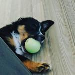 Mammoth Chew King Glow Fetch Balls - 2 Pack