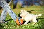 Chuckit! Small Kick Fetch Ball Dog Toy