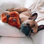 Snuggle Puppy Heartbeat Toy for Dog Comfort