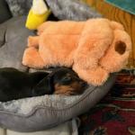 Snuggle Puppy Anxiety Relief Toy for Small Dogs