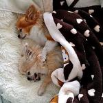 Snuggle Puppy Essentials Kit for Calming Puppies