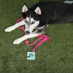 Tumbo Tough Pink Tug Rope Dog Toy - 5 ft