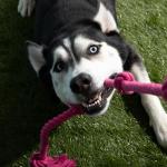 Tumbo Tough Pink Tug Rope Dog Toy - 5 ft