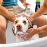 FURminator deShedding Conditioner for Dogs, 16 Ounce