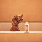 Mrs. Meyer's 3-in-1 Dog Shampoo, White Peach