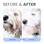 Lillian Ruff Berry Blue Brightening Dog Shampoo