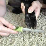 Coastal Pet Safari Diamond Nail File for Dogs