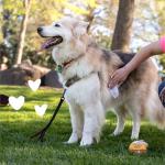 Earthbath Oatmeal & Aloe Dog Grooming Wipes