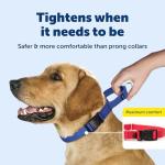 PetSafe Adjustable No-Slip Martingale Dog Collar