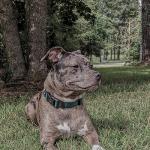 Everyday Nylon Dog Collar in 15 Colors