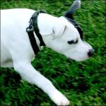 Everyday Nylon Dog Collar in 15 Colors