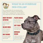 Everyday Nylon Dog Collar in 15 Colors