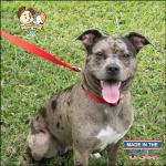 Bright Red Nylon Dog Collar for All Sizes