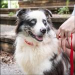 Bright Red Nylon Dog Collar for All Sizes