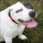 Everyday Nylon Dog Collar in Red for All Sizes