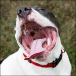 Everyday Nylon Dog Collar in Red for All Sizes