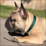 Premium Nylon Dog Collar with Metal Buckle – Green