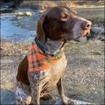 Premium Nylon Dog Collar with Metal Buckle – Green