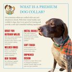 Premium Nylon Dog Collar with Metal Buckle – Green