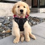 Rabbitgoo No-Pull Dog Harness with Reflective Straps